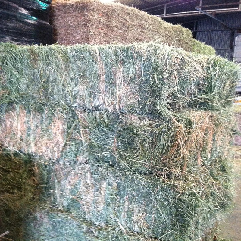 Animal Feed Alfafa Hay Animal Feed