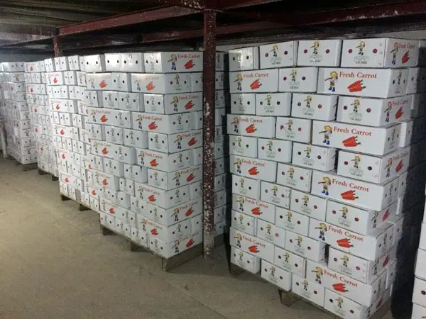 Свежая Морковка