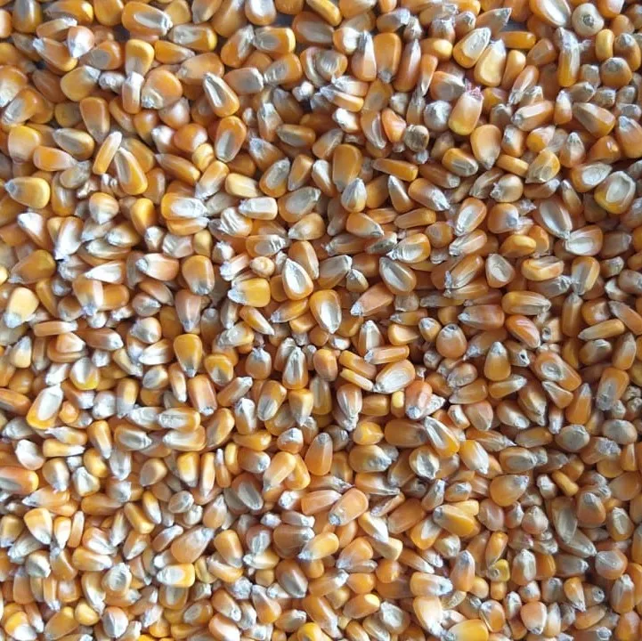 Fresh Quality Dried Yellow Maize for animal feed / Yellow maize for Poultry feed for sale 2021