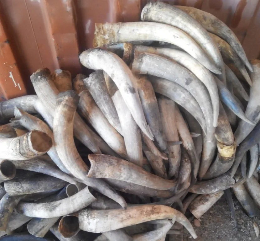 Ox Horn Animal Carved Ox Horn for Sale Ox Horn