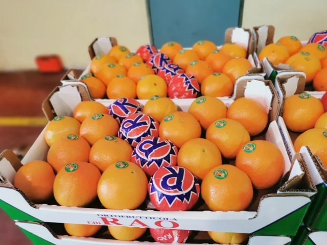 Wholesale fruit Sicily fresh ORANGE NAVEL TAROCCO RED VALENCIA NOVA NAVELINA MORO ARANCIA ROSSA di SICILIA