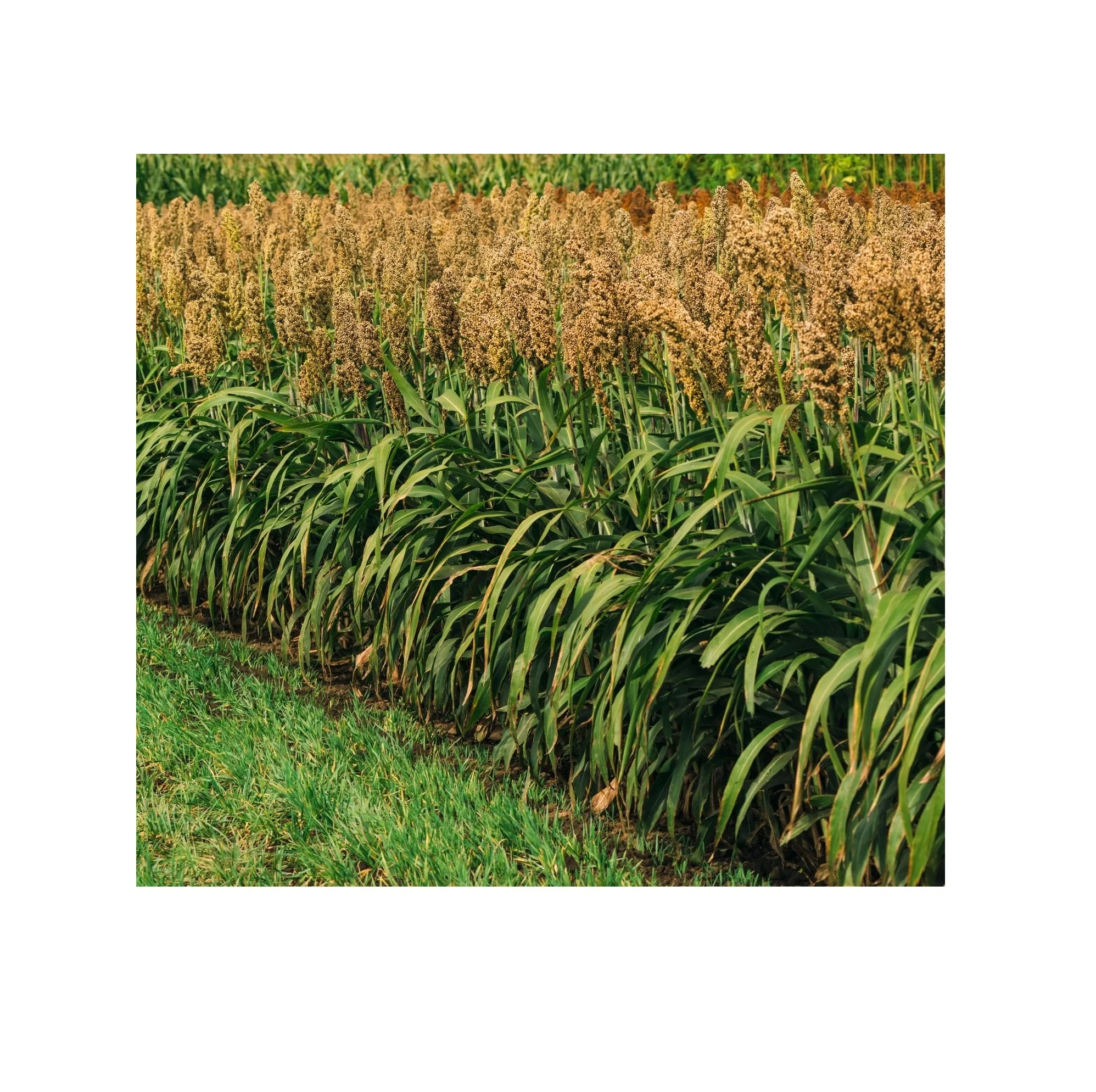 Cheap Good Quality Sorghum Factory Price Sorghum