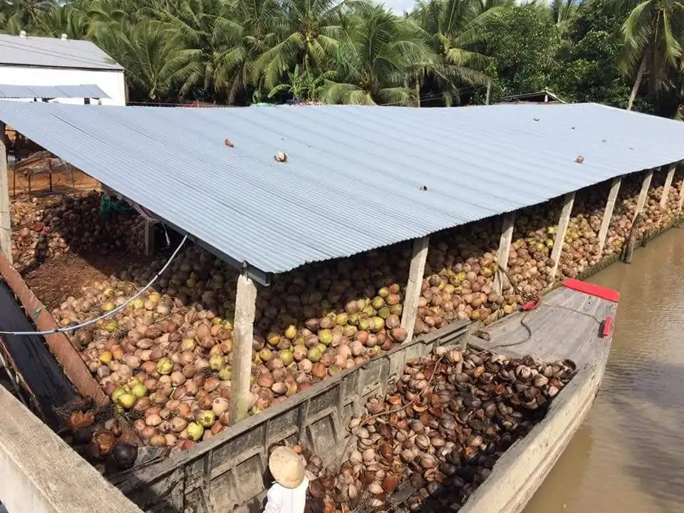 Fresh Mature Coconut for Wholesale / Semi husked mature coconut from Vietnam Quick Response