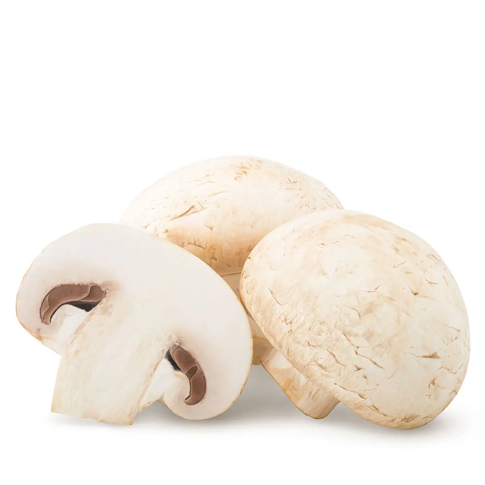 
White Oyster Mushroom Whole Fresh Mushroom for sale 