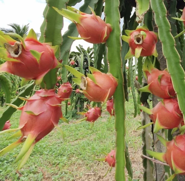 
EWC High Quality From Thailand Little Sweet Tropical Fruit Fresh Dragon Fruit Purple Meat 