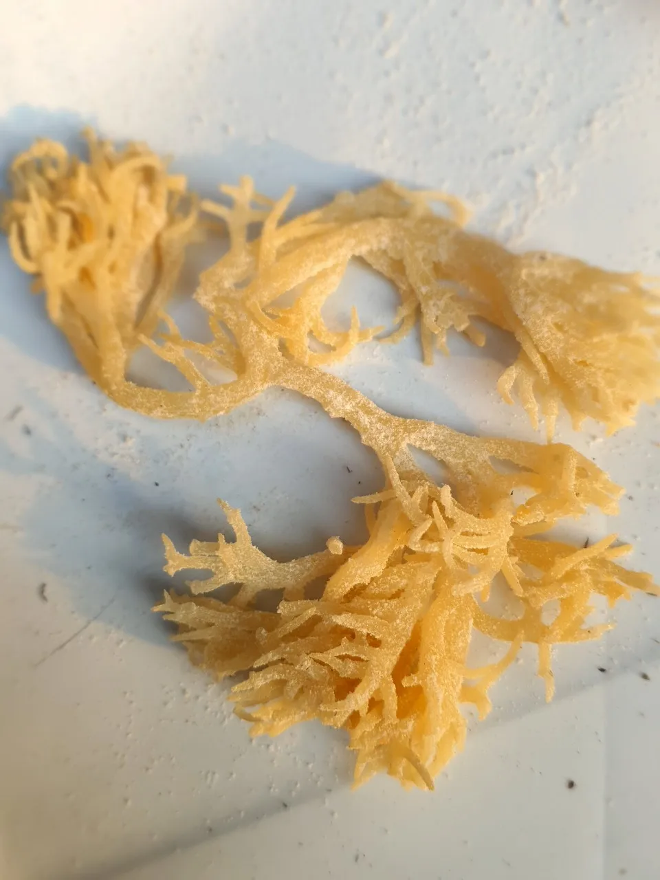  100% натуральный морской Мох/IRISHMOSS/из Вьетнама/Лучшая цена и качество/мисс Триш + 84984696874 (WHATSAPP)