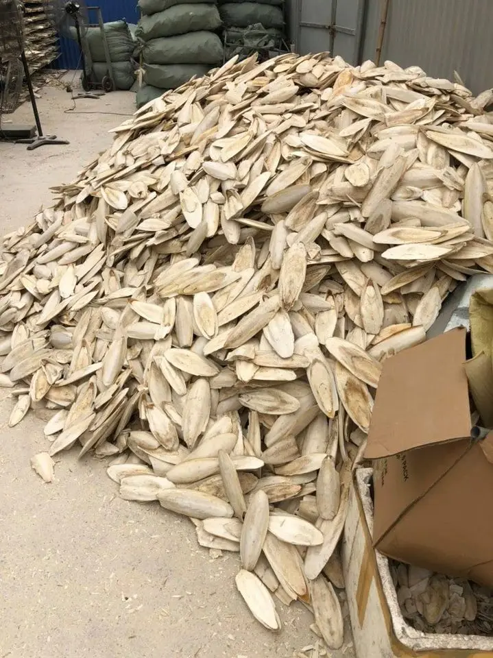 Очищенная косточка Для морской слепки высушенная для рыбы отбеленная и обрезанная