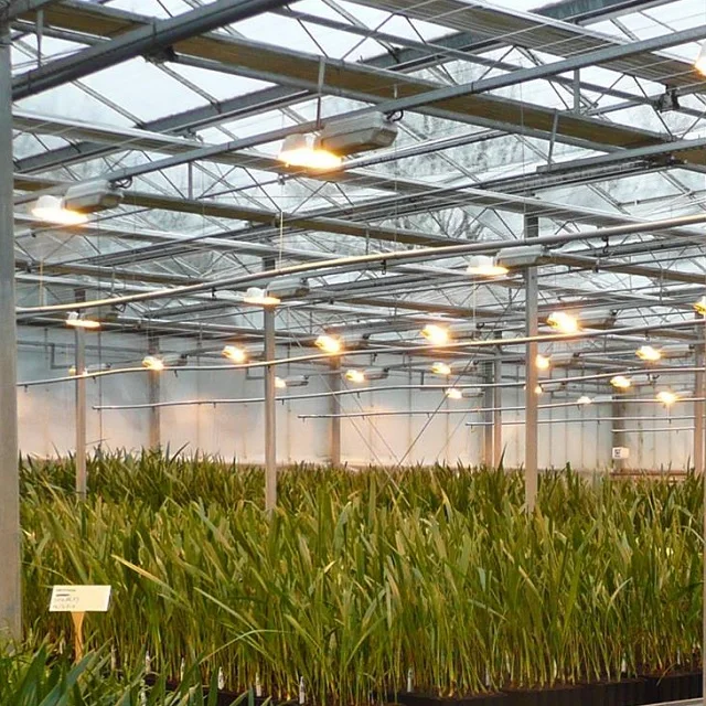 Quick Yielding Tissue Culture Seedlings Agri-Horti