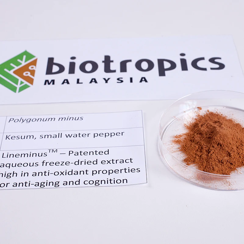 Malaysia Herbal Extract Ingredient Kesum (Polygonum minus/Persicaria minor) In Powder Form Leaf Part High Antioxidant