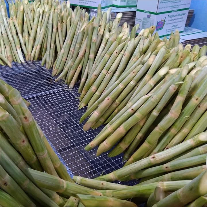 Замороженный сахарный тростник для приготовления сока из