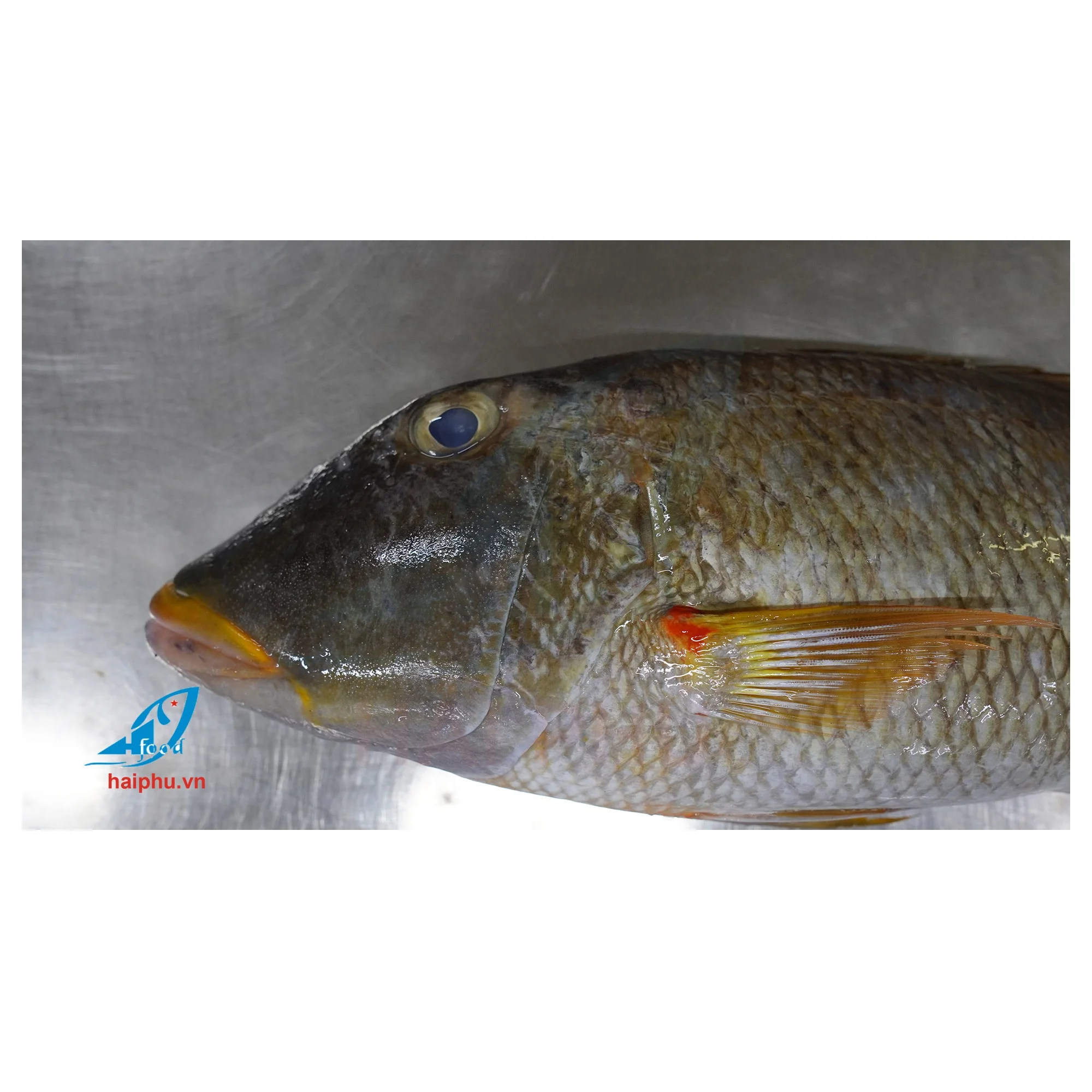 Новый продукт лучшего качества, Императорская замороженная рыба, принадлежит компании Hai Phu во Вьетнаме