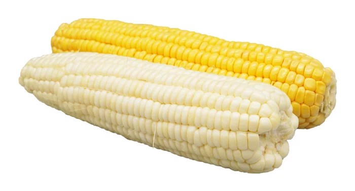 Top Quality White Corn Maize/White Maize Corn