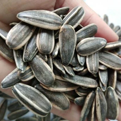 Black Striped in Shell Sunflower Seeds