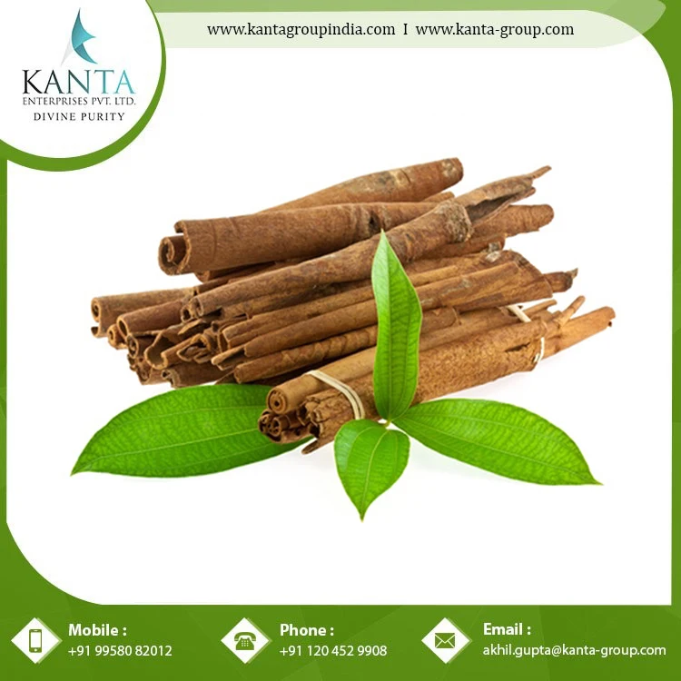 Best Remedy for Reduce Stress Cinnamon essential Oil from Indian Supplier