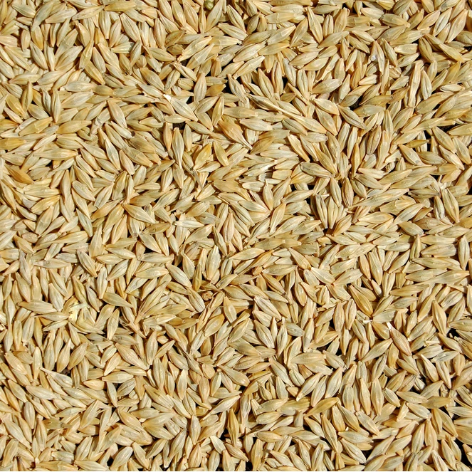 
Feed Barley For Animal Feed and Human 