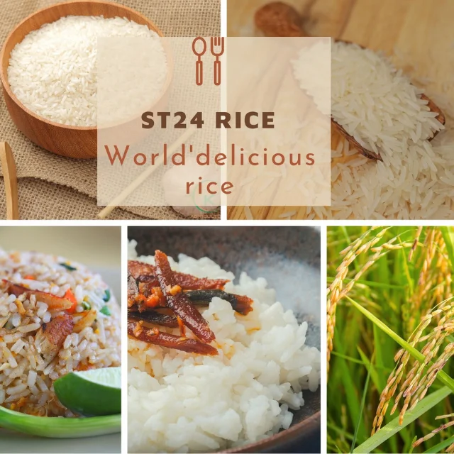Newest Crop ST24 rice Best ST24 vietnam rice [K-AGRICULTURE]
