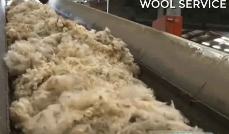 SHEEP WOOL