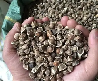 Moringa Oleifera Seeds  /High Quality Moringa Leaf Extract Powder