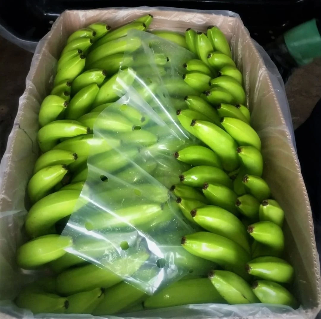 Organic Fresh Bananas for sale