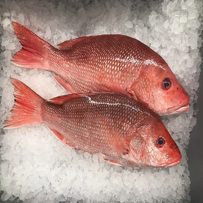 Processed Frozen Snapper Fish - Red Snapper - Seafood