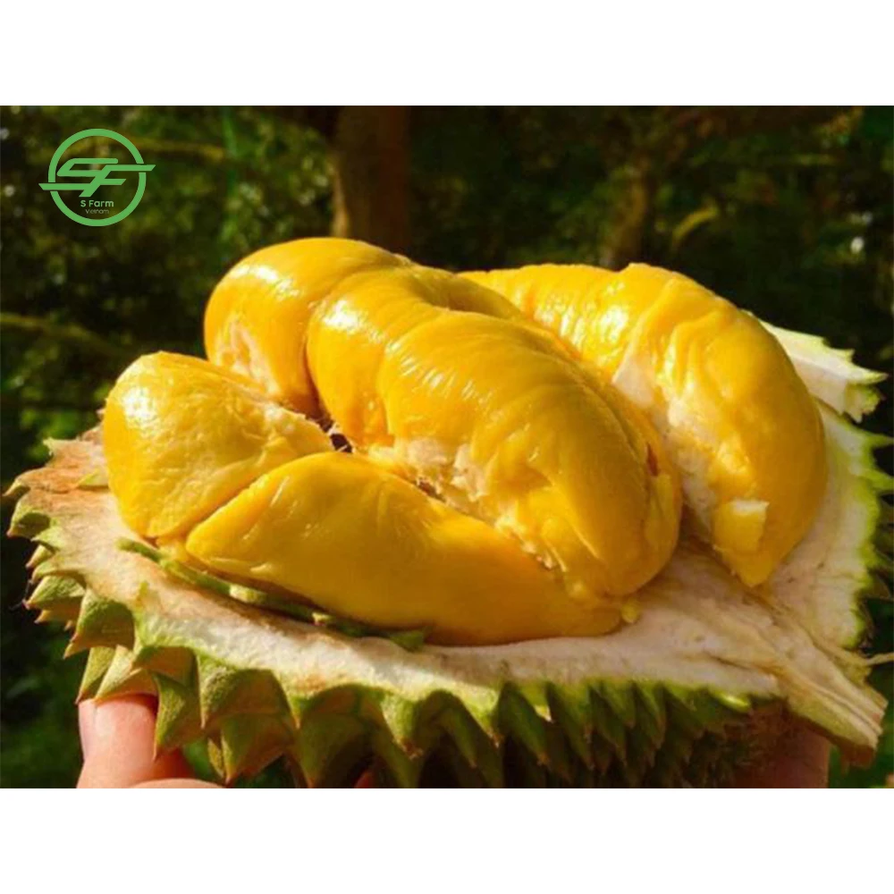 High quality durian fruit from Vietnam - Wholesale durian fresh (Whatsapp/zalo/wechat: +84 912 964 858)
