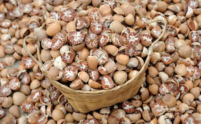 
TOP QUALITY ARECA NUT EXPORTER IN INDIA DRIED BETEL NUT AVAILABLE 