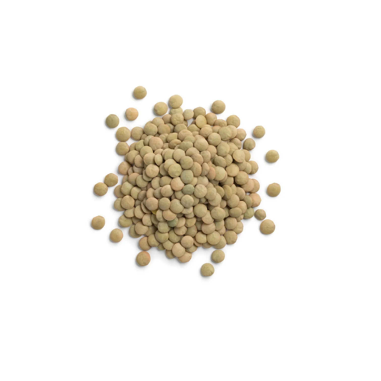 
High quality green lentil in bulk 