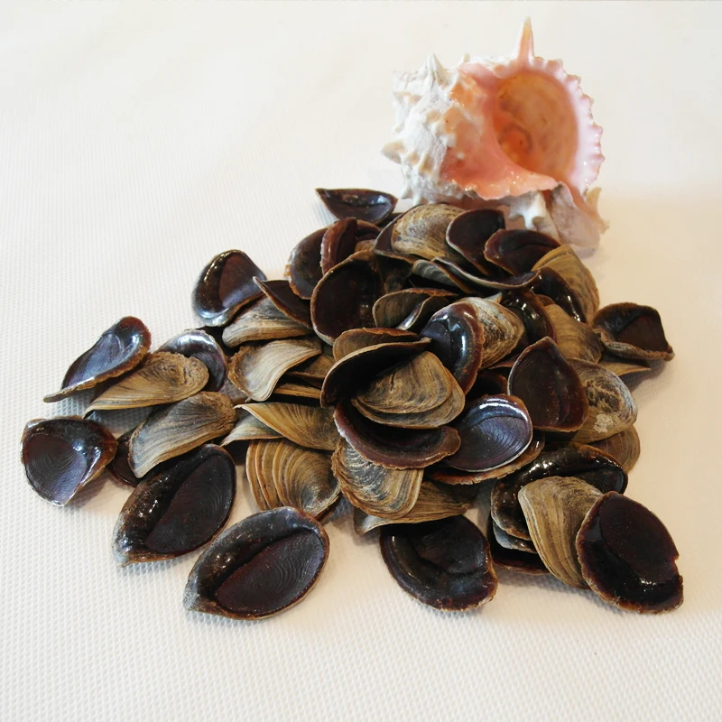 Best Quality Murex and Shell Operculum