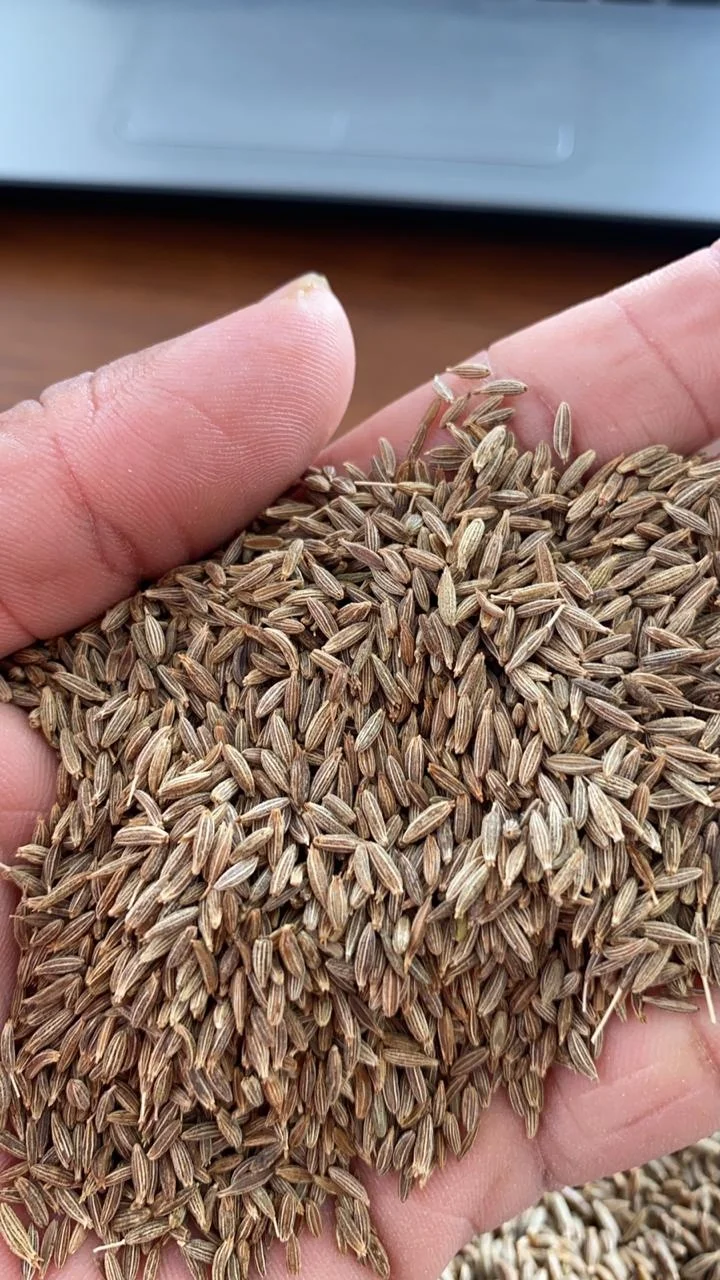  Factory supply high quality cumin