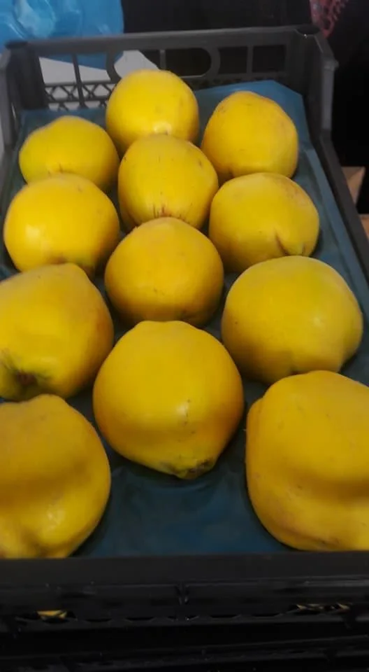  Quince свежий органический оригинальный