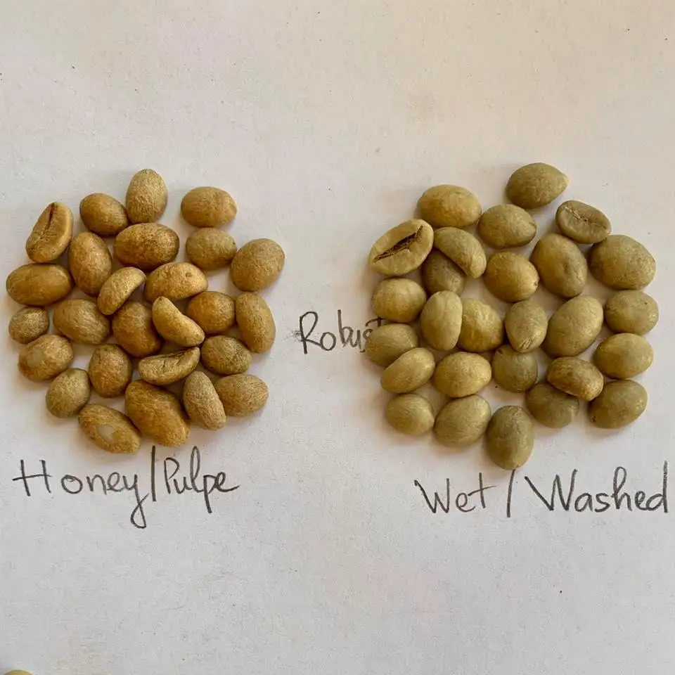 
Robusta Honey S16 The Fermentation Slows Down And Becomes Sticky Like Honey As The Beans Dry To The Standard Moisture 