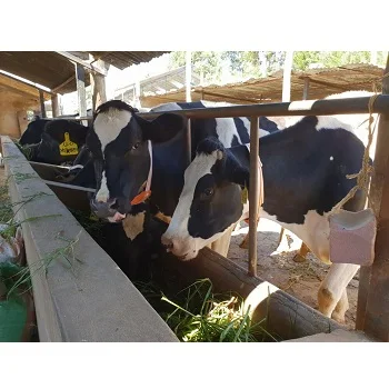  Корова и икры Holstein heifers для продажи