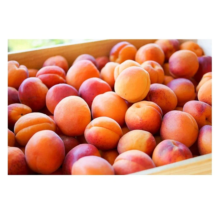 
Trusted Wholesale Dealer Bulk Stock Of Fresh Apricots fresh stock Available for sale 