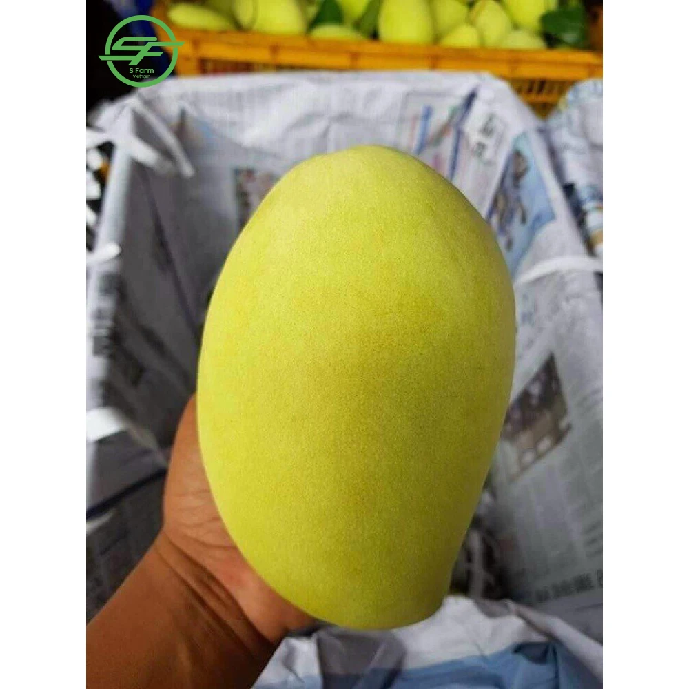  Бестселлер свежие манго из Вьетнама (Whatsapp/zalo/wechat: + 84 912 964 858)