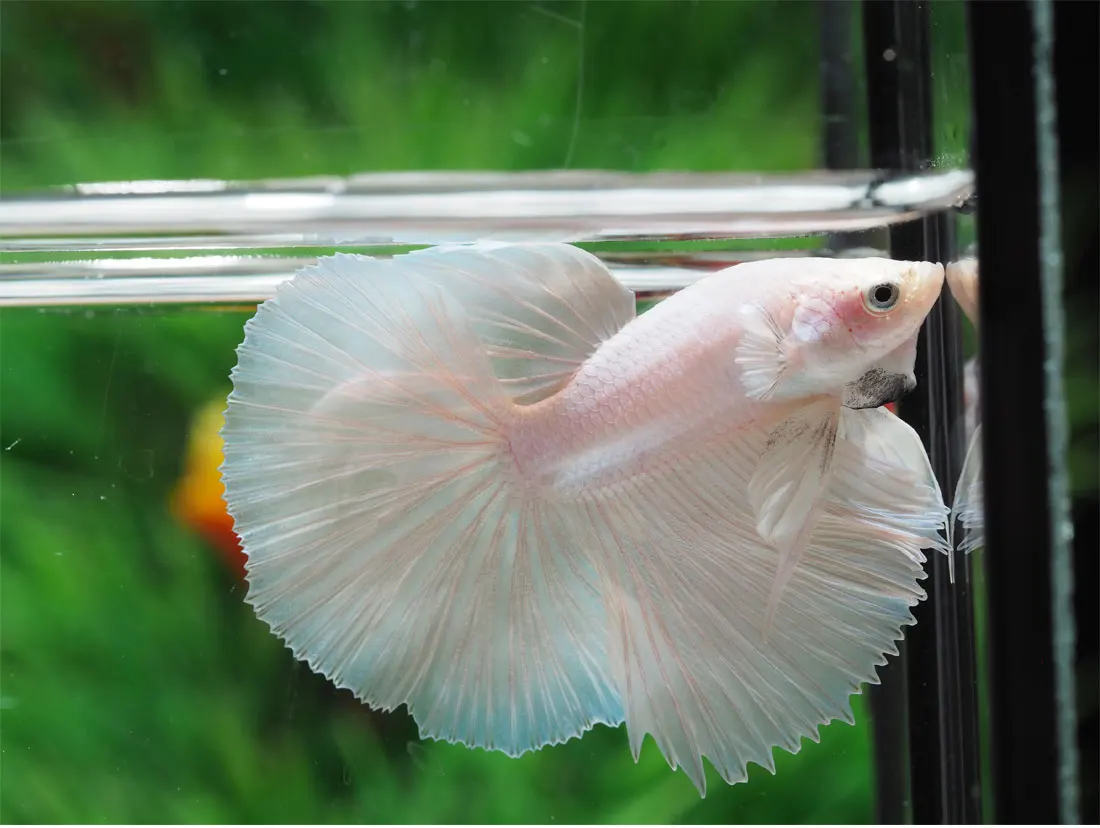 
HALFMOON WHITE PLATINUM- Multicolor Thailand Betta Fish Premium Quality Plakat Siamese Fighting Fish Ornamental Aquariums 