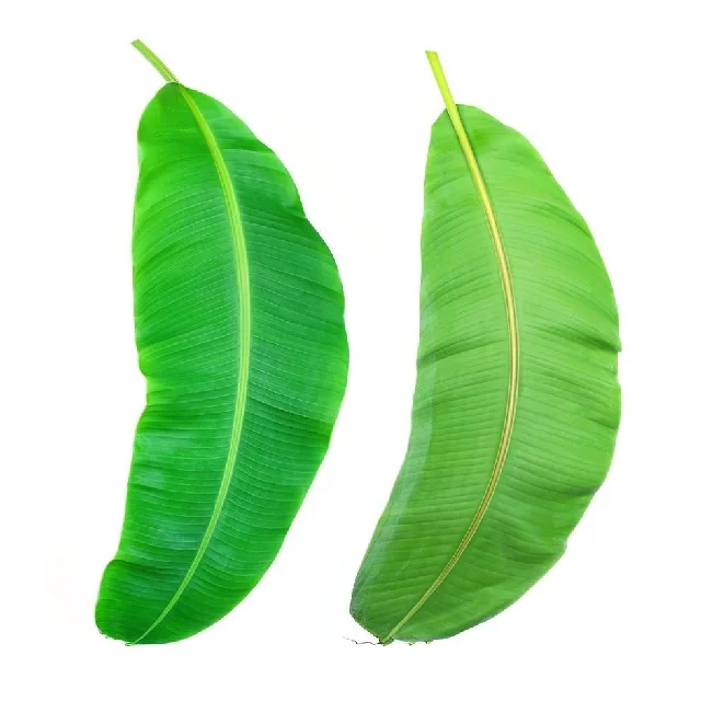 100% natural fresh banana leaf from India export banana leaves best price in India
