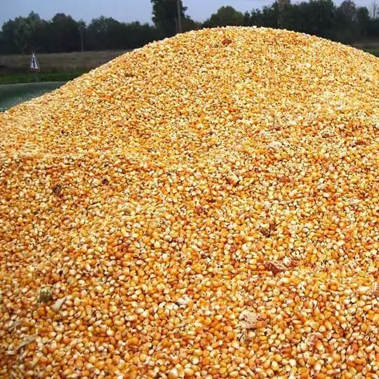 Wholesale bulk 100% Mature Corn nutrient-rich organic corn Austria