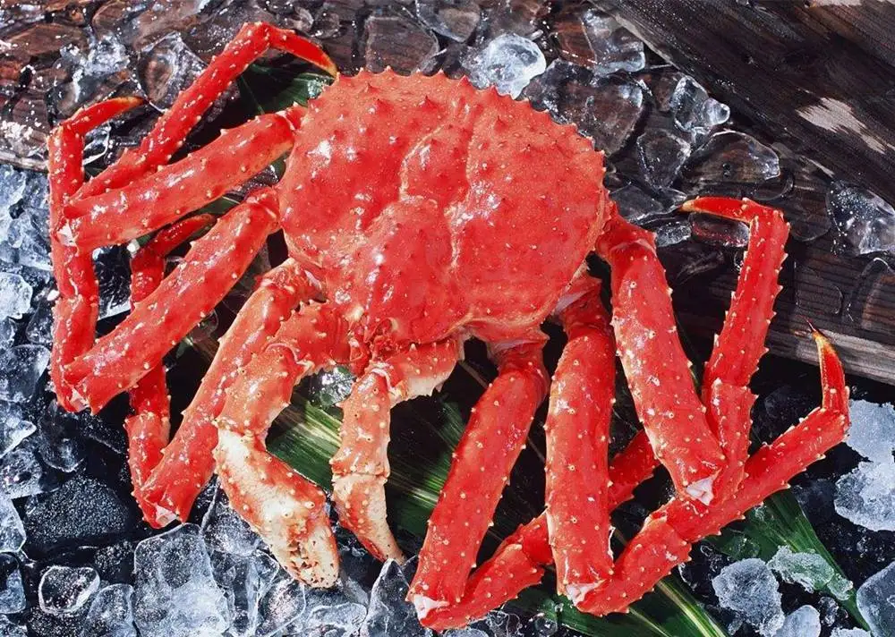 SNOW CRAB CLUSTERS 680g BAG FROZEN/Alaskan King Crab Leg 6/9 in1kg,Snow crab 3L frozen,Whole