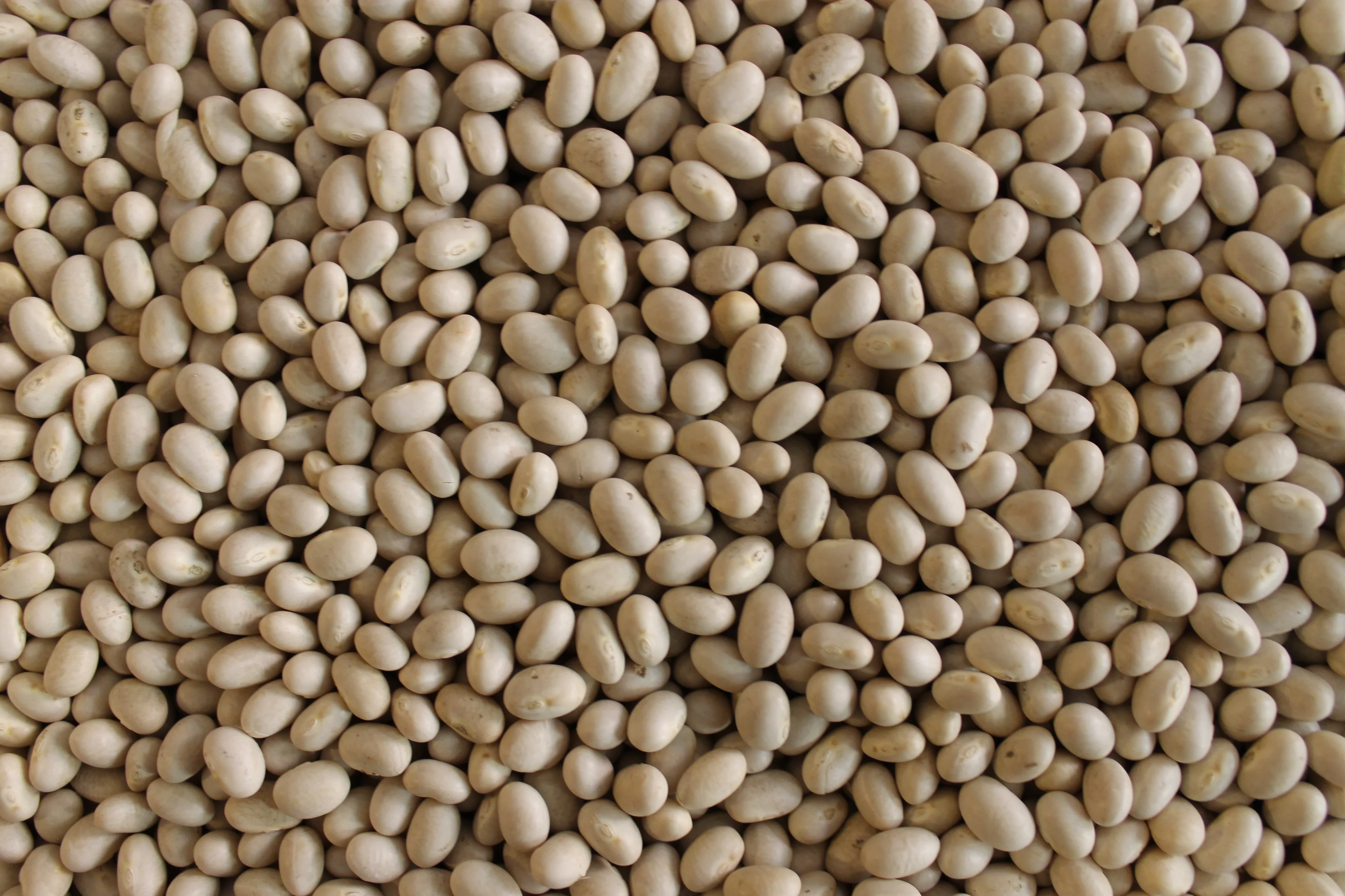 High quality canned food white beans rich in nutrients fiber and vitamin B Tondini Beans 0,4 kg tin