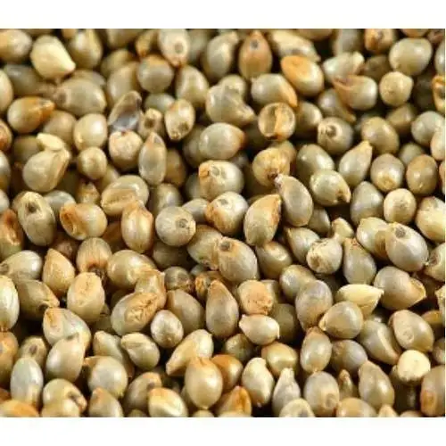 
White millet seed green millet seed indian millet seeds bajra seed 