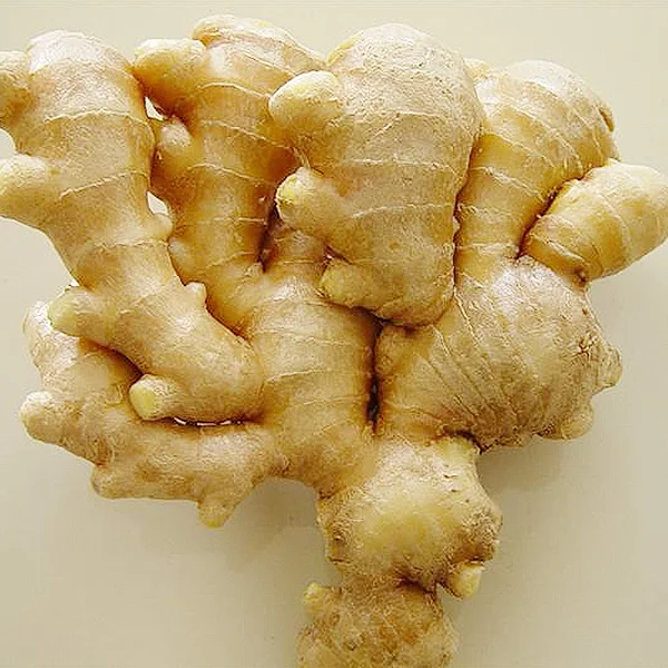 Indian Best Quality White and Large Size Fresh Organic Ginger For Sale