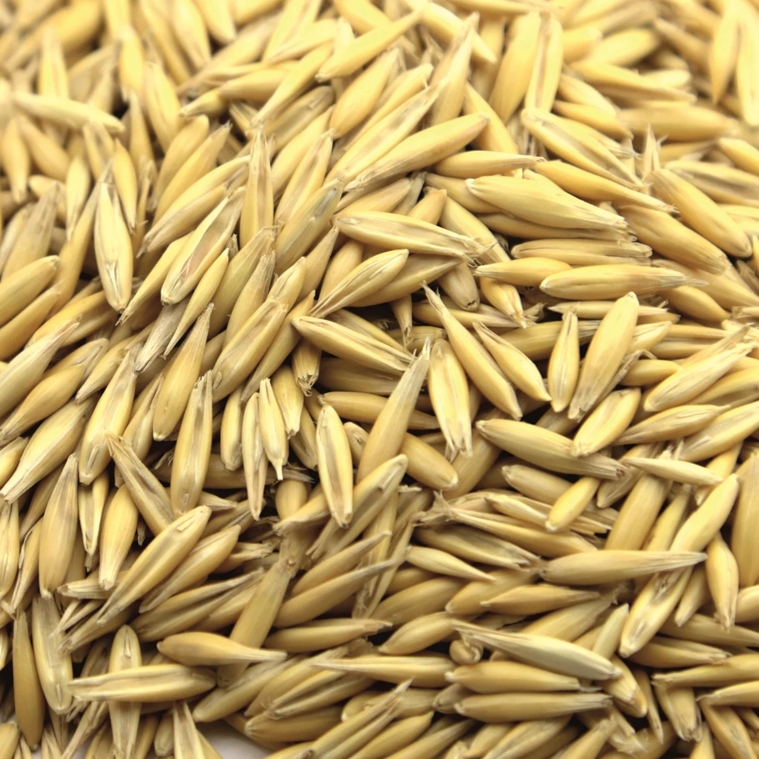 
Great quality oats 25/50 kg bags or in bulk, product of Russia 