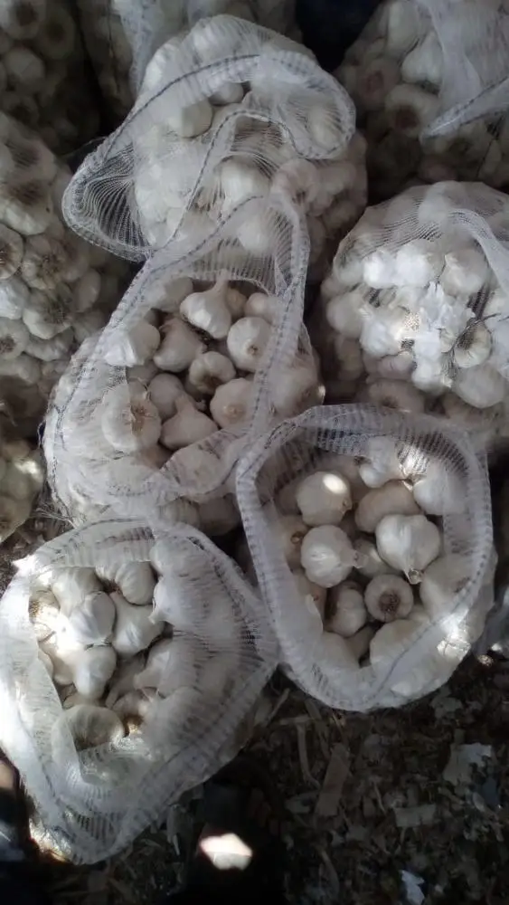 dry white & Purple  Garlic for export 2019
