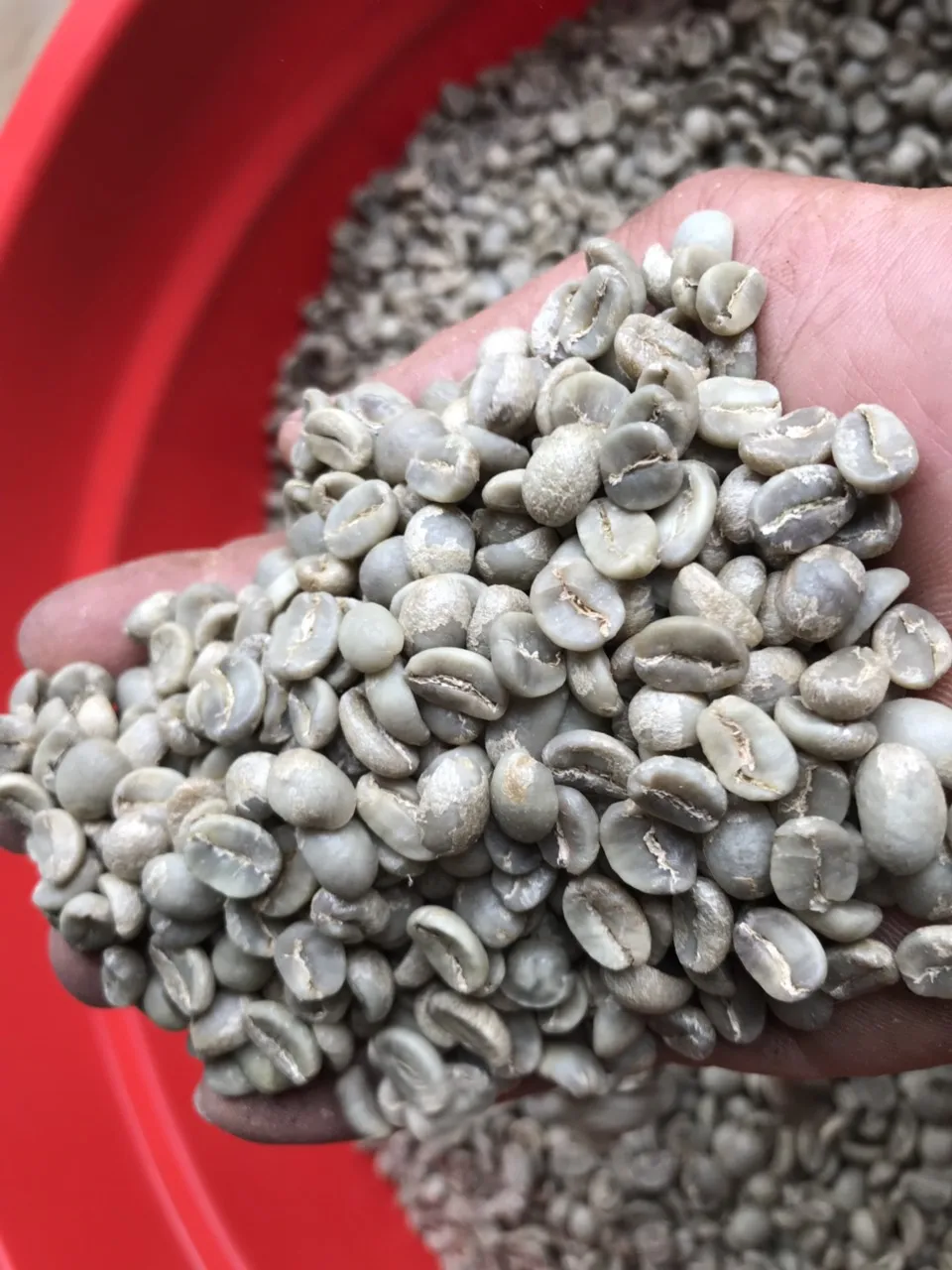 
Coffee Luwak, Vietnam Arabica Robusta exporter for Senegal, Korea 