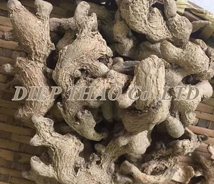 Fresh Ginger_Supplier fresh ginger with cheapest prices from Vietnam