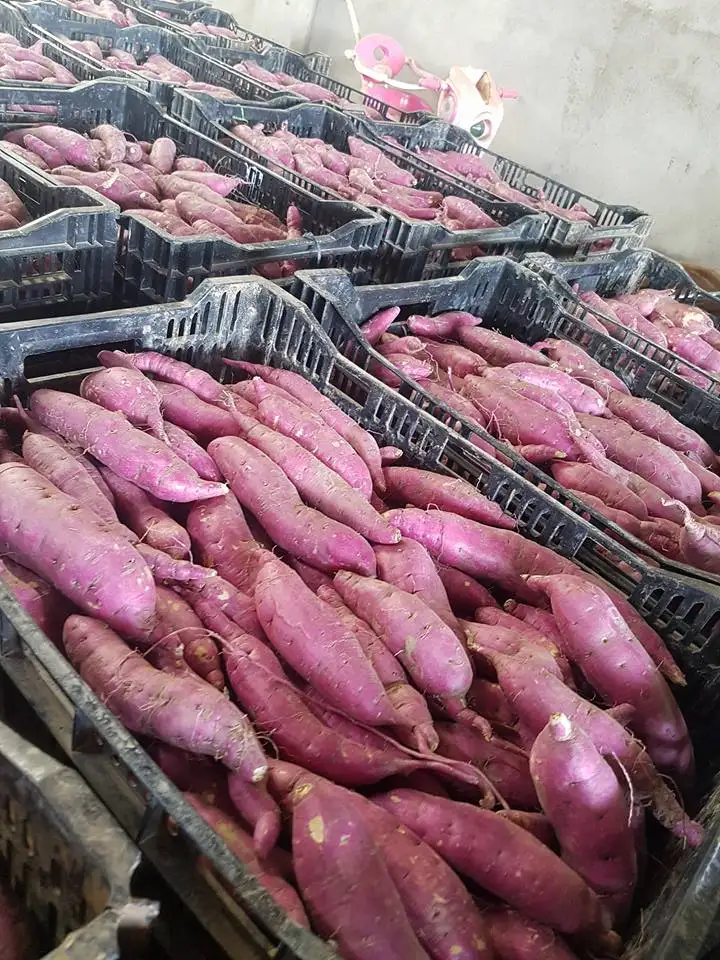 Японский сладкий картофель из Вьетнама для экспорта с высоким качеством-Лучшая цена-японский пурпурный готов к экспорту