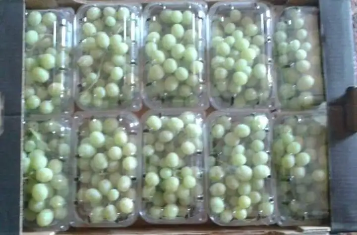 Свежий виноград A1