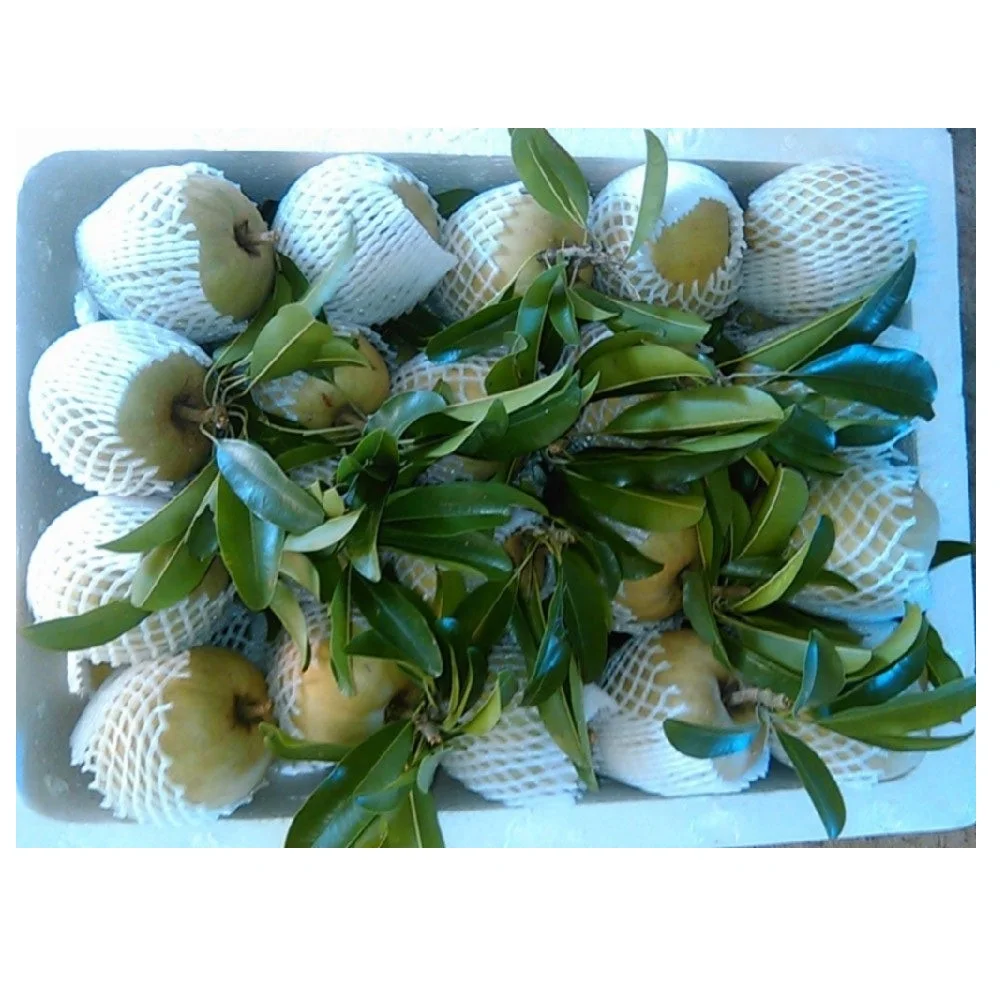 Frozen Style Whole Shape 24 months Shell Life Sweet Taste Year Round Season Frozen Sapodilla Export From Vietnam