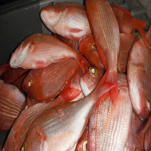 100% SEAFOOD FISH FROZEN RED SNAPPER/ FISH RED SNAPPER USA