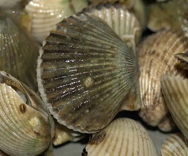 Best Dried and Frozen Scallop Different Sizes for Your Choice for Sale